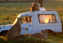 Cameraman filming Cheetah Ambers cubs. Masai Mara Kenya. Big Cat Diary