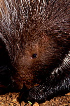 Crested porcupine portrait {Hystrix cristata} Central Kenya