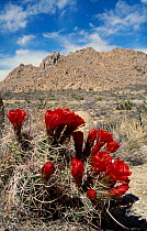 Claret cup cactus {Echinocereus triglochidiatus} Joshua Tree desert California USA