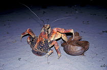 Coconut / Robber crab {Birgus latro} eating coconut at night on beach, Assumption, Seychelles
