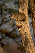 Small toothed rock hyrax in tree {Heterohyrax brucei} Zimbabwe