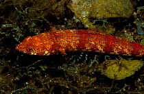 Lizardfish {Synodus sp} Caribbean