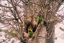 Buffon's macaws {Ara ambigua} (Guayaquil) at nest, Cerro Blanco, Ecuador