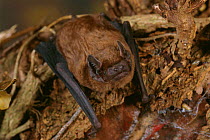 Noctule bat on tree {Nyctalua noctula} UK