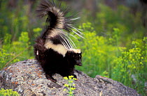 Side profile of Striped skunk, tail raised {Mephitis mephitis} captive, USA
