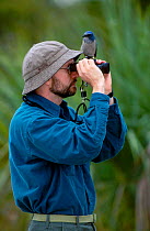 Scrub jay {Aphelocoma coerulescens} on birdwatchers binoculars. Florida USA