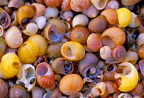 Flat periwinkle shells {Littorina littoralis} Scotland, UK