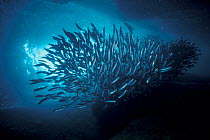 Atlantic herring shoal in cave {Clupea harengus} Scotland, UK