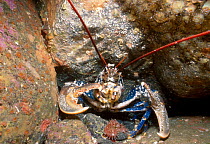 European lobster {Homarus gammarus} Scotland UK
