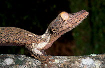 Henkels leaf tailed gecko {Uroplatus henkeli} Madagascar