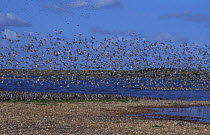 Flocks of Knot Dunlin in flight Snettisham RSPB Norfolk UK