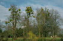Mistletoe in trees {Viscum album} England, UK
