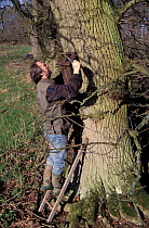 Man fixing nestbox for Blue Tits to tree 2 - 3 metres above ground, England