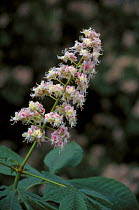 Horse Chestnut tree flower {Aesculus hippocastanum} UK
