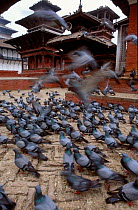 Rock doves / Feral pigeons {Columba livia} Kathmandu Nepal