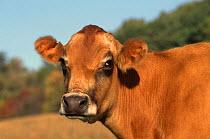 Jersey cow {Bos taurus} Wisconsin, USA