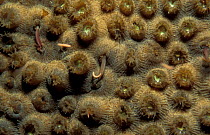 Coral polyps feeding on worm at night. Carribean