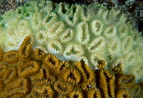 Starlet coral showing white line disease. USA {Dichocoenia stokesi}