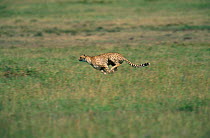 Cheetah running {Acinonyx jubatus} Masai Mara GR Kenya
