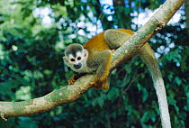 Red backed squirrel monkey {Saimiri oerstedii} Costa Rica