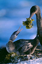 Male Galapagos Flightless cormorant offering seaweed to female {Nannopterum harrisi}