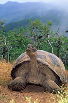 Giant tortoise {Geochelone elephantopus} Isabela Is Galapagos Islands