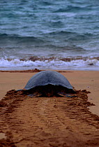 Green turtle {Chelonia mydas} returning to sea Bartolome Is Galapagos