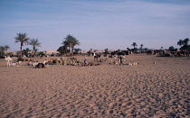 Oasis in Sahara desert Niger Africa