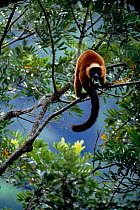 Red ruffed lemur {Varecia variegata ruber} calling, Masoala NP, NE Madagascar