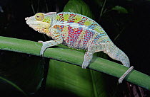 Panther chameleon {Chamaeleo pardelis} Nosy Komba, Madagascar