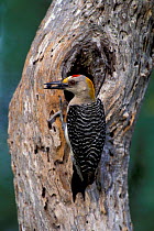 Golden fronted woodpecker at nest {Melanerpes aurifrons} Texas USA