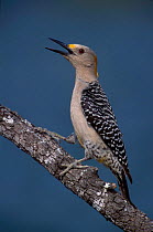 Golden fronted woodpecker singing {Melanerpes aurifrons} female Texas USA