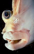 Flounder portrait showing eye on one side {Platichthys flesus} New England USA