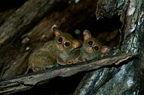 Spectral tarsier pair {Tarsius spectrum} North Sulawesi Indonesia