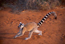 Ring-tailed lemur running {Lemur catta} Berentry Reserve Madagascar