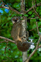 Western woolly lemur in tree {Avahi occidentalis} Ampijeroa Reserve Madagascar
