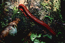 Giant millipede {Aphistogoniulus sp} Marojejy NP, Madagascar