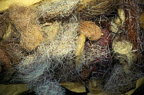 Fur from Tibetan antelope, used for Shatoosh / Pashmina shawl. Seized in India. Illegal trade