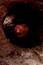 Naked mole rat emerging from tunnel {Heterocephalus glaber} Kenya East Africa