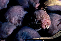 Naked mole rat sleeping in chamber {Heterocephalus glaber} Kenya East Africa