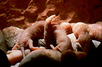 Naked mole rat Queen suckling young {Heterocephalus glaber} Kenya East Africa