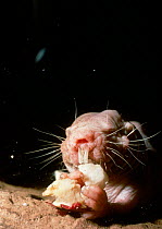 Naked mole rat feeding {Heterocephalus glaber} Kenya East Africa