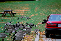 Canada geese being hand fed in park {Branta canadensis} USA