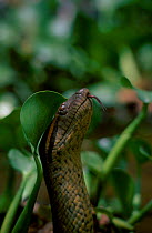Anaconda head portrait {Eunectes murinus} Llanos Venezuela
