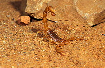 Scorpion in threat posture {Scorpiones} Isalo NP, Madagasca