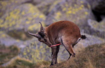 Spanish ibex wild goat licking erect penis {Capra pyrenaica} Spain