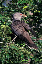 Channel billed cuckoo {Scythrops novaehollandiae} Queensland, Australia