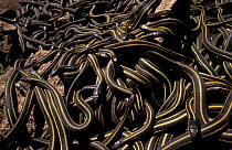 Common (Red sided) garter snake breeding mass {Thamnophis sirtalis} Manitoba Canada