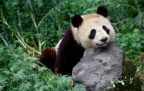 Giant Panda resting head on rock {Ailuropoda melanoleuca} Qionglai Mts Sichuan China. Captive.