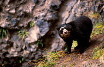 Spectacled bear on rocks {Tremarctos ornatus} Andes South America captive
